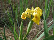 Iris des marais 