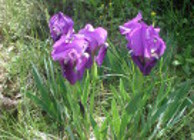 Iris nain 